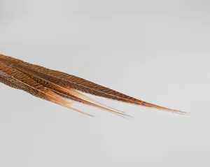 Golden Pheasant Feathers - Real